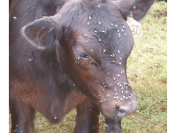 https://burke.ces.ncsu.edu/2020/11/controlling-flies-on-cattle/ 