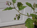 Green-leaved plant branch with small purple bell-shaped flowers against a white door