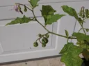 Green-leaved plant branch with small purple bell-shaped flowers against a white door
