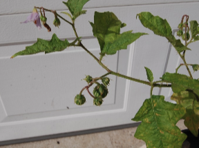 Green-leaved plant branch with small purple bell-shaped flowers against a white door