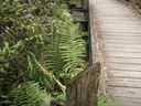 Tideland Trail, Cedar Point, NC