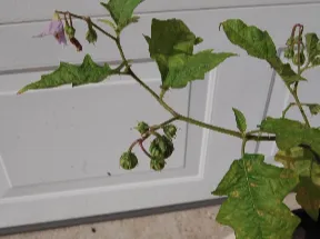 Green-leaved plant branch with small purple bell-shaped flowers against a white door