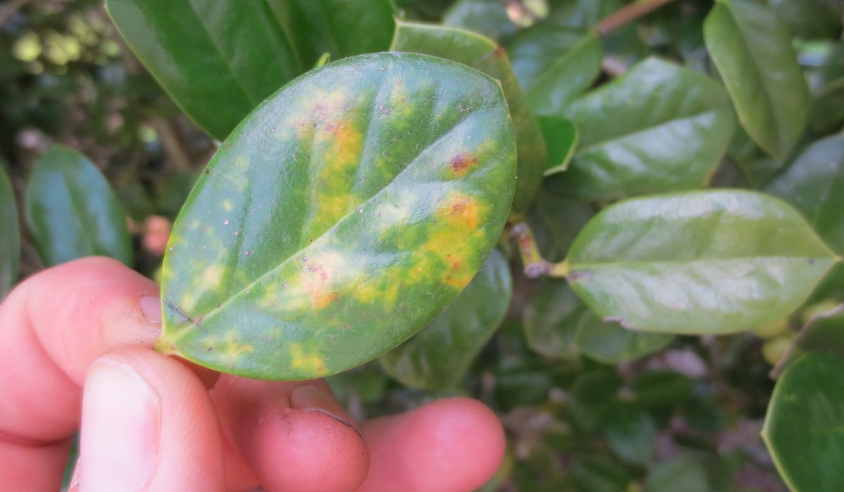 Nursery Management of Tea Scale on Camellias and Hollies - Wilson ...