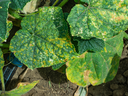 Cucumber downey mildew on leaves