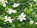 Gardenia flowers in bloom