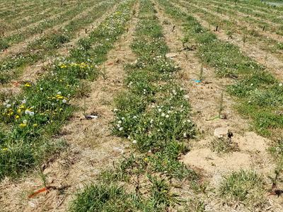 in-row, bare soil with vegetation between rows. 