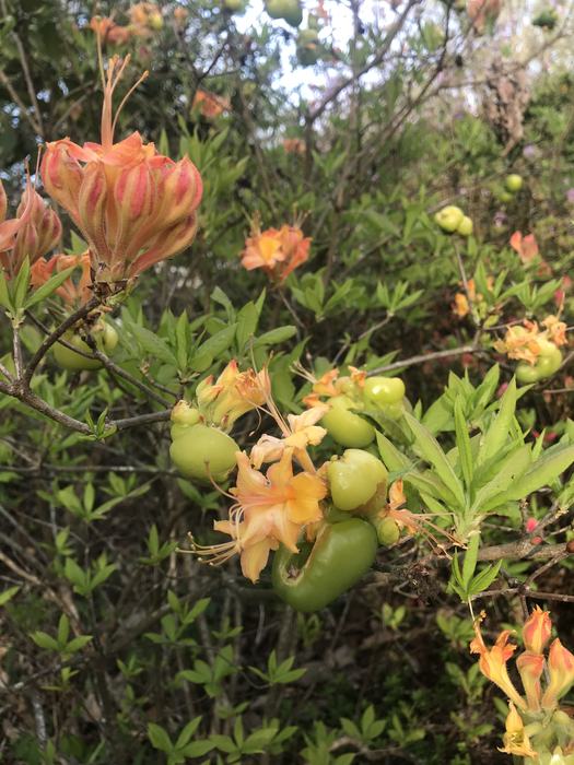 Leaf gall on deciduous Flame azalea