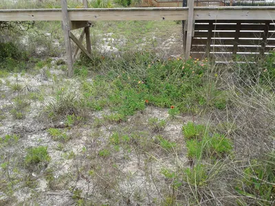 Low growing plants in sandy soil with yellow and orange blooms.