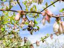 bee on blueberry flower