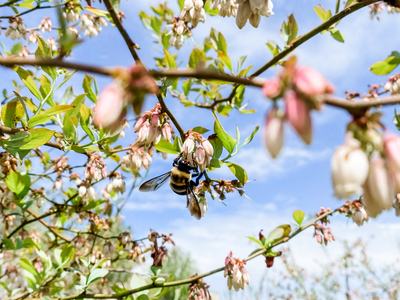 bee on blueberry flower