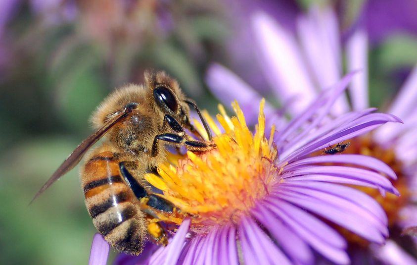Bee Pollinating a flower.