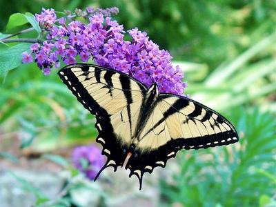 Swallowtail Butterfly sipping nectar from a butterfly bush. (Picture by Jim Lawerence CC BY-NC-ND 4.0)