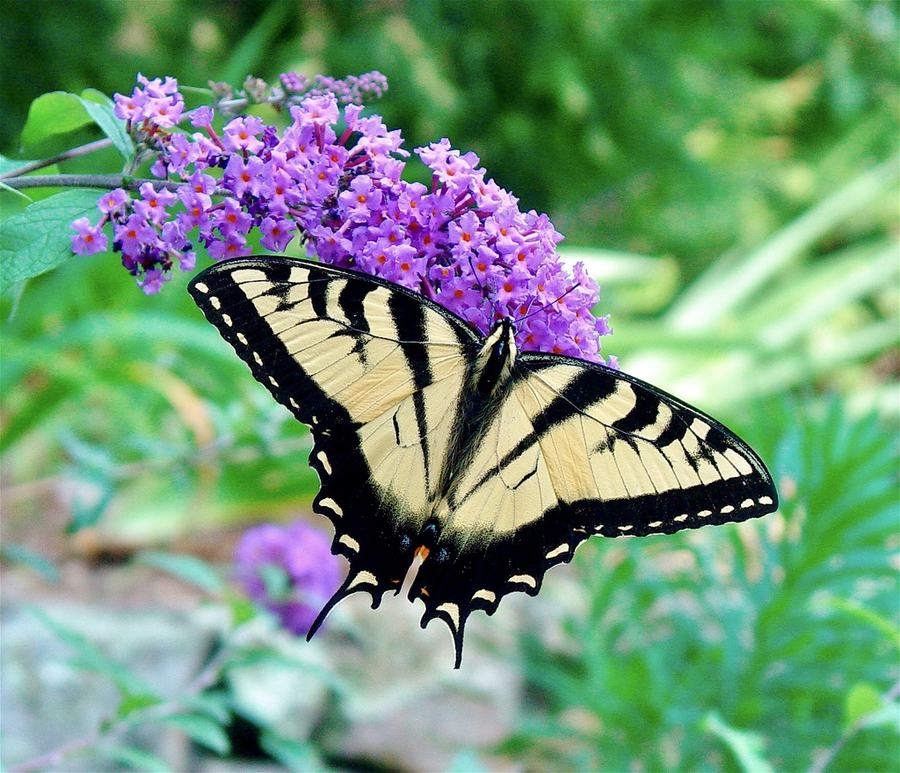Swallowtail Butterfly sipping nectar from a butterfly bush. (Picture by Jim Lawerence CC BY-NC-ND 4.0)