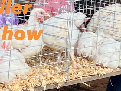 2022 Broiler Chicken Show