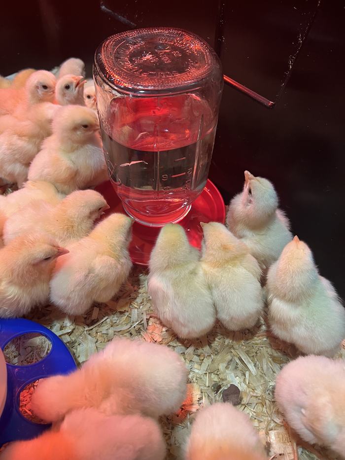 chicks