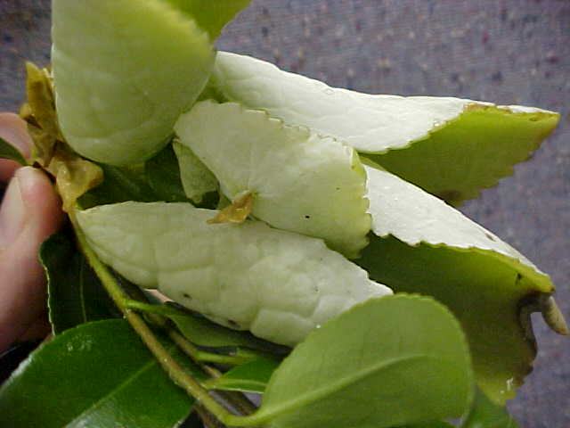 camellia leaf gall