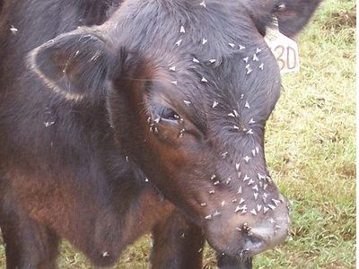 cow