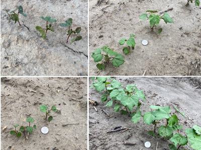 Crop size with quarter for scale.