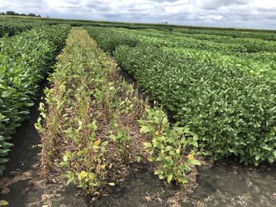 Rows of soybean plants with one middle row yellowed and sparse among green rows