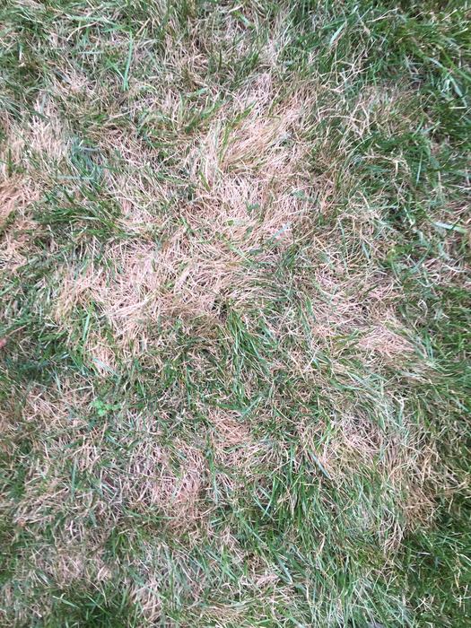 Grubs eat turf roots.