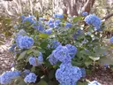 Hydrangea's in shade.