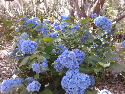 Hydrangea's in shade.