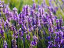 Purple lavender flower spikes growing in a sunlit field