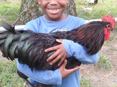 Young boy standing by chain-link fence holding a large black rooster
