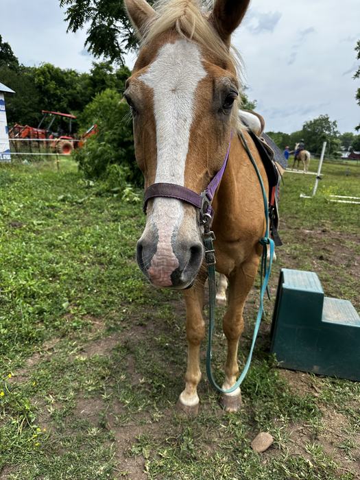 horse standing