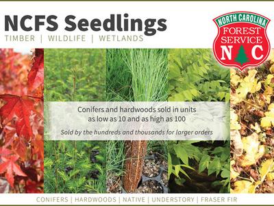 North Carolina Forestry Service Seedling Sale