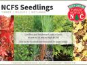 North Carolina Forestry Service Seedling Sale