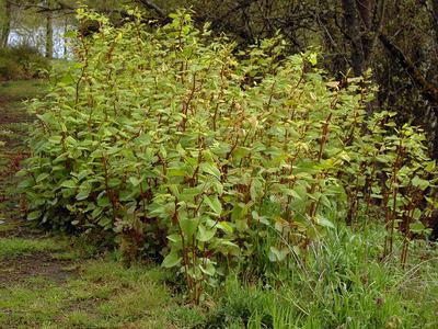 Polygonum cuspidatum