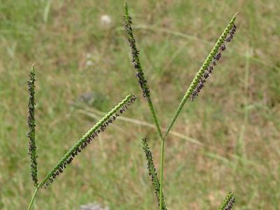 Three green grass seedheads with rows of small dark seeds against blurred grass