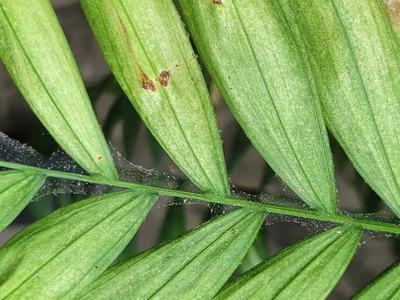 spider mites houseplant