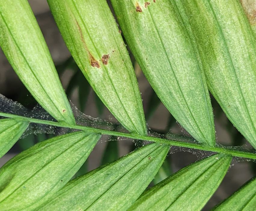 Pest Alert - Spider Mites on Houseplants - Henderson County Center | N.C.  Cooperative Extension