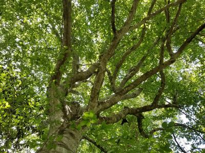 Summertime beech tree