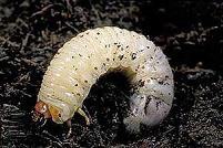 white Japanese beetle grub