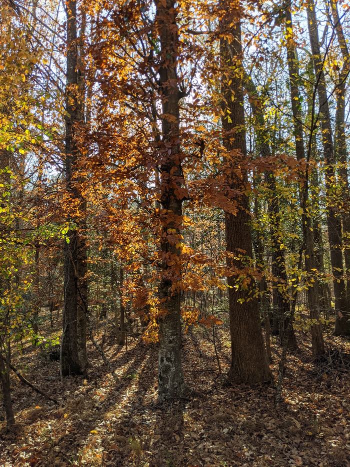 Wintertime Beech Tree