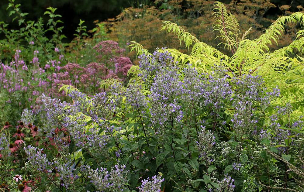 Hoary skullcap, coneflowers, staghorn sumac, joe-pye weed, obedient plant, eastern ninebark, and bronze fennel.