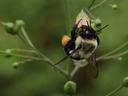Bee clinging to a small pale green flower, orange pollen visible on its hind leg