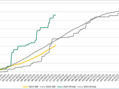 Runner maturity threshold chart