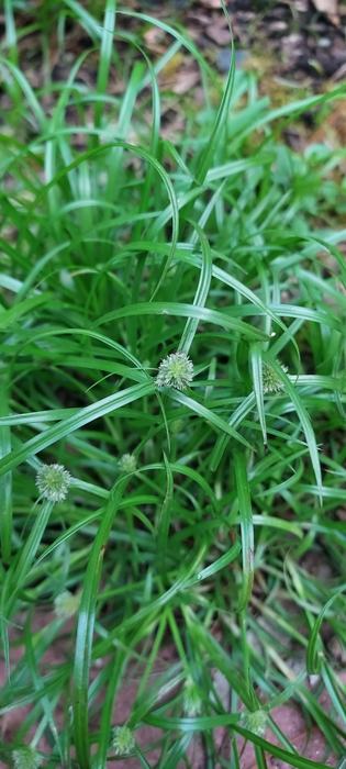 kyllinga sedge