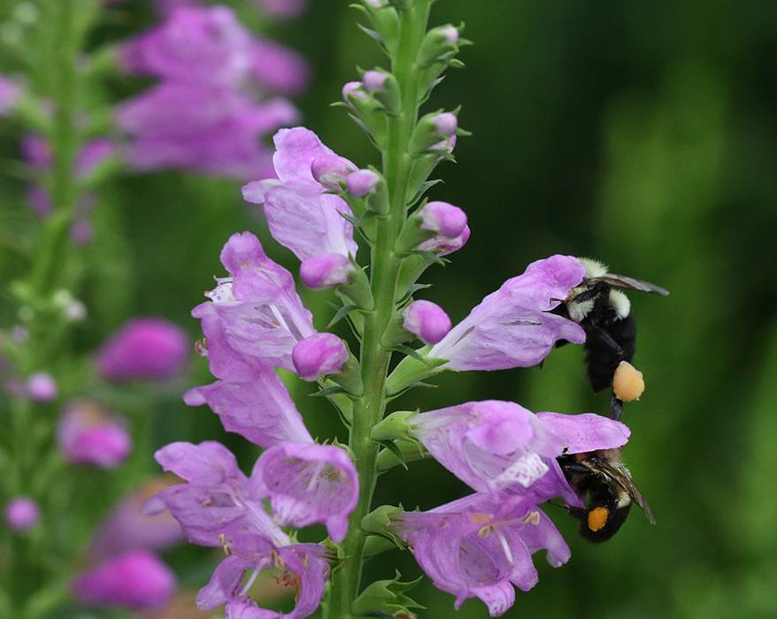 Lots of bumble bee activity on the obedient plant!