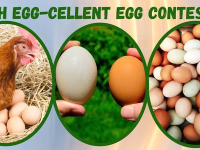 4-H Egg-Cellent Egg Contest
