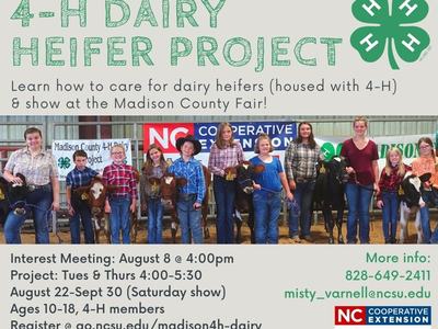 4-H Dairy Project, kids with heifers