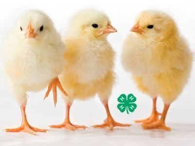Three yellow chicks standing on a white surface with a green 4‑H clover logo.