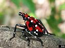 A bright red and black insect with white spots. perched on a branch