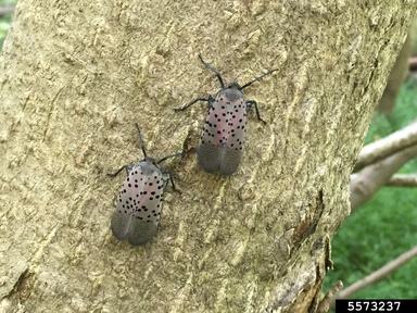 A gray insect with black spots on a tree trunk. 