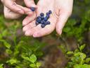 picking blueberries