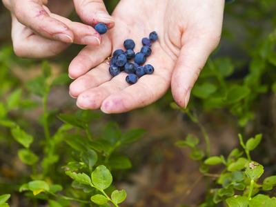 picking blueberries